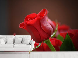 photo-wallpaper-red-rose-in-xl