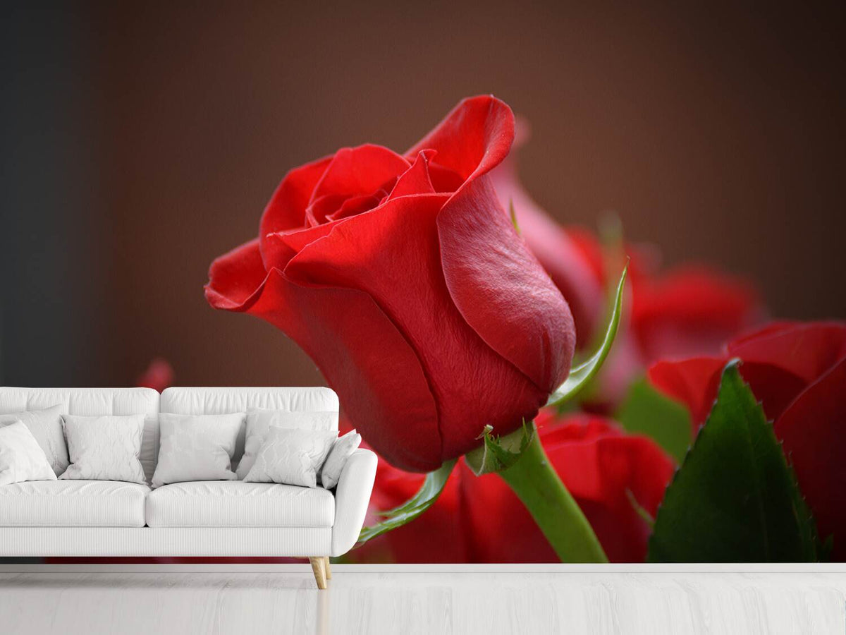 photo-wallpaper-red-rose-in-xl